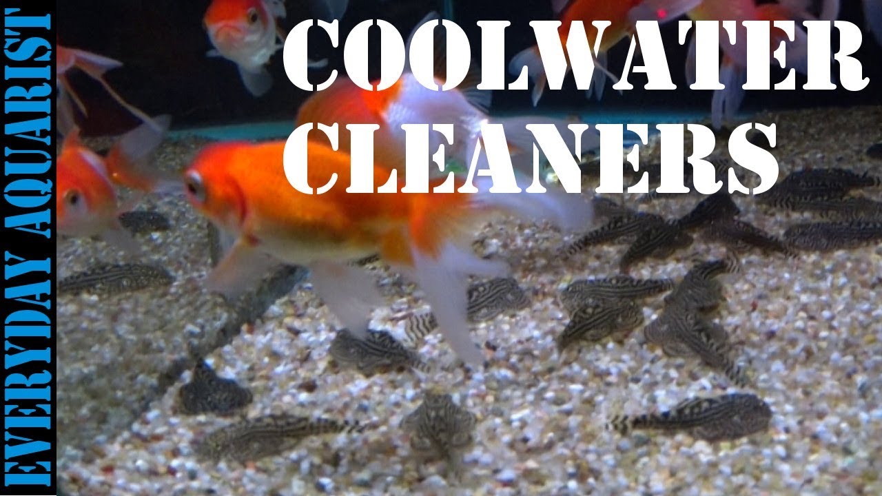 Algae-Eating Fish Cold Water Tanks